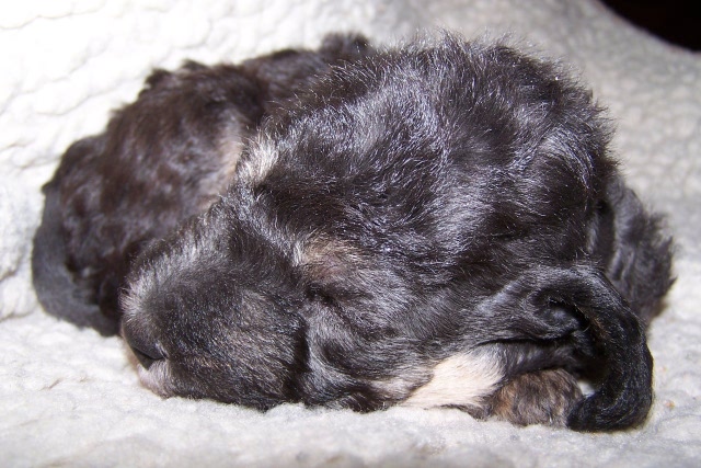 Arc-en-ciel Arlequin 06.02 (17).JPG